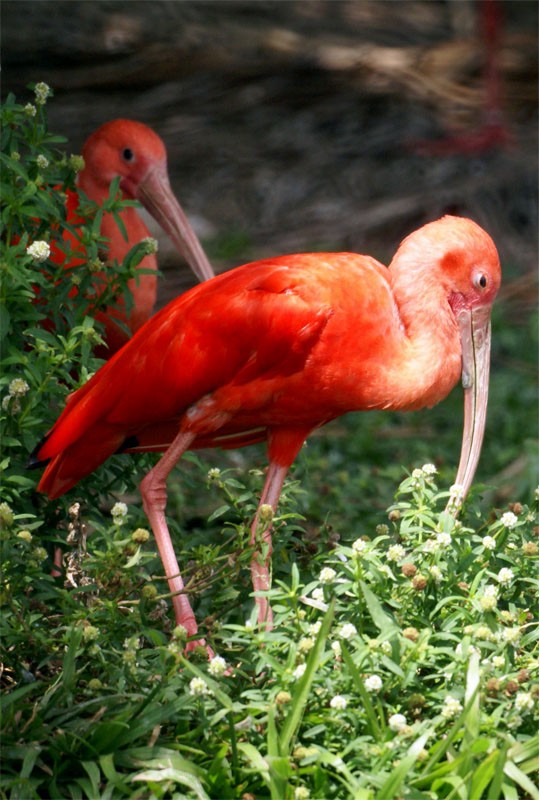 Guará - [i]Eudocimus ruber[/i]
Foto - Edgard Thomas

[url=http://www.photoaves.com/guara][color=red][b]Leia mais sobre esta espécie.[/b][/color][/url]
Palavras chave: Guará,Scarlet Ibis,Eudocimus ruber,guará-vermelho