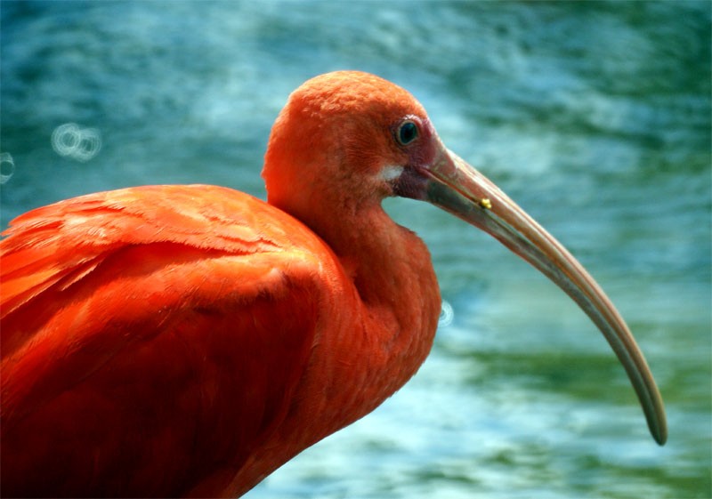 Guará- [i]Eudocimus ruber[/i]
Foto - Edgard Thomas

[url=http://www.photoaves.com/guara][color=red][b]Leia mais sobre esta espécie.[/b][/color][/url]
Palavras chave: Guará,Scarlet Ibis,Eudocimus ruber,guará-vermelho