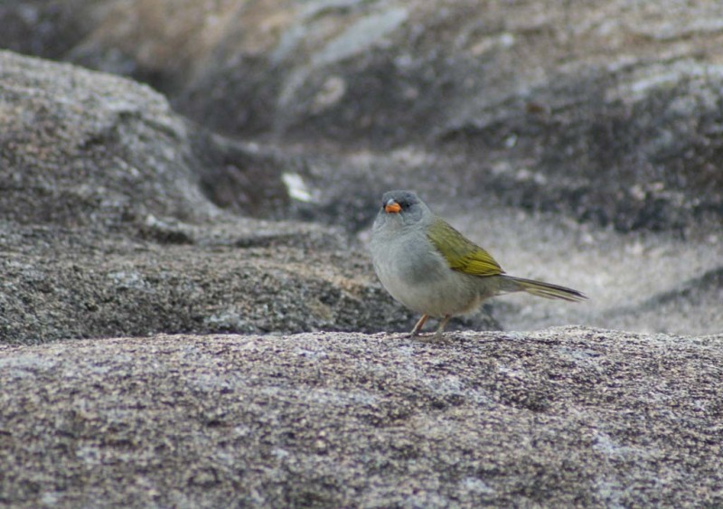 Sabiá-do-banhado - [i]Embernagra platensis[/i]

Foto - Afonso de Bragança

[url=http://www.photoaves.com/sabia-do-banhado][color=red][b]Leia mais sobre esta espécie.[/b][/color][/url]
Palavras chave: Sabiá-do-banhado, Embernagra platensis, Great Pampa-Finch.