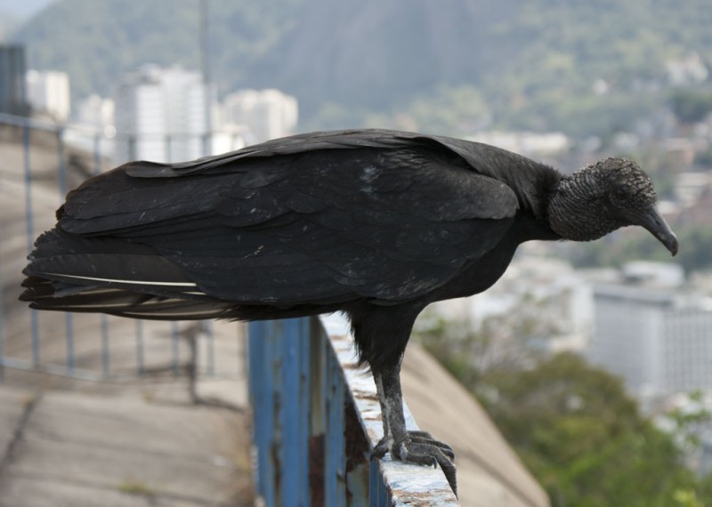 Urubu-preto - [i]Coragyps atratus[/i]

Foto - Afonso de Bragança

[url=http://www.photoaves.com/urubu-preto][color=red][b]Leia mais sobre esta espécie.[/b][/color][/url]
Palavras chave: Urubu-preto,Coragyps atratus,Black Vulture,Cathartidae.