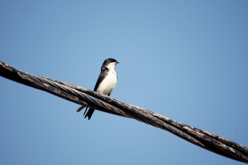 Andorinha-pequena-de-casa - [i]Pygochelidon cyanoleuca[/i]
Foto - Edgard Thomas 
Palavras chave: Andorinha-pequena-de-casa,Pygochelidon cyanoleuca,Blue-and-white Swallow.