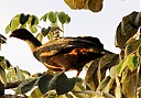 aracua-do-pantanal.jpg