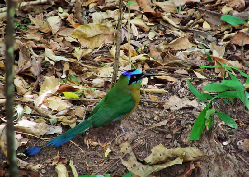 Udu-de-coroa-azul
