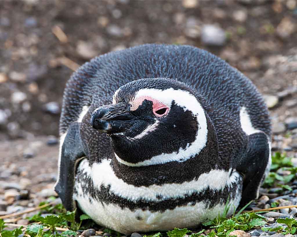 Pinguim-de-magalhães