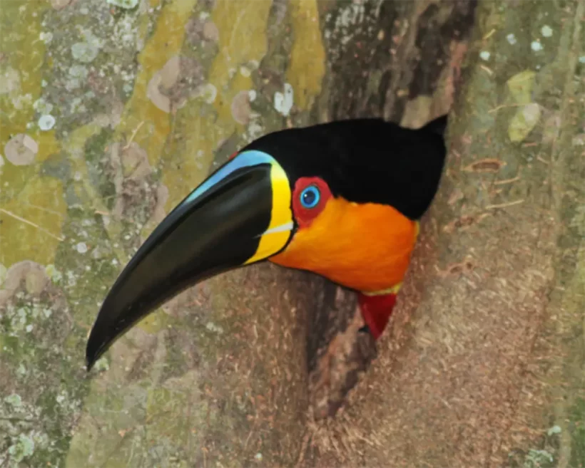 Tucano-de-bico-preto