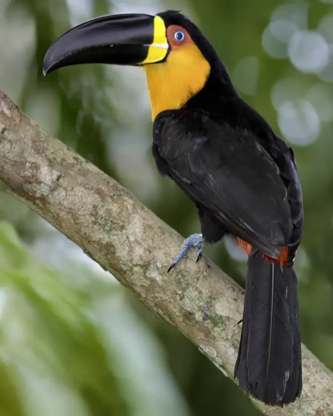 Tucano-de-bico-preto