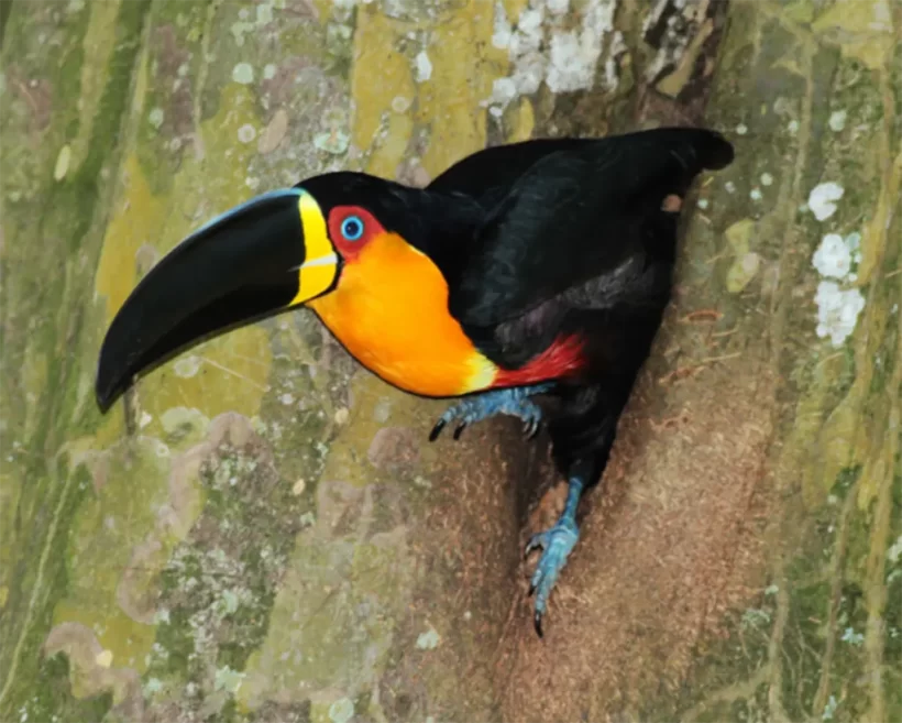 Tucano-de-bico-preto