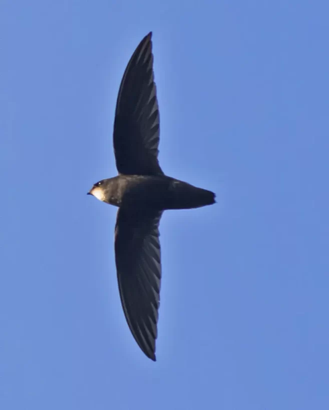 Andorinhão-do-temporal