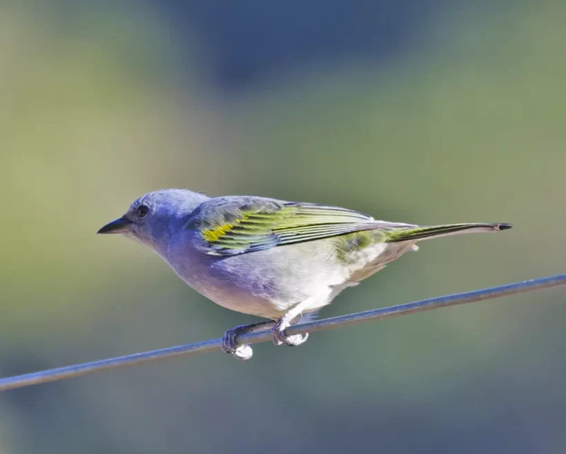 Sanhaço-de-encontro-amarelo