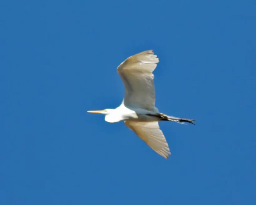 Garça-branca-grande