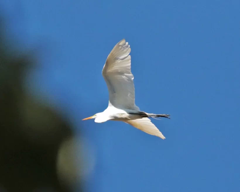 Garça-branca-grande