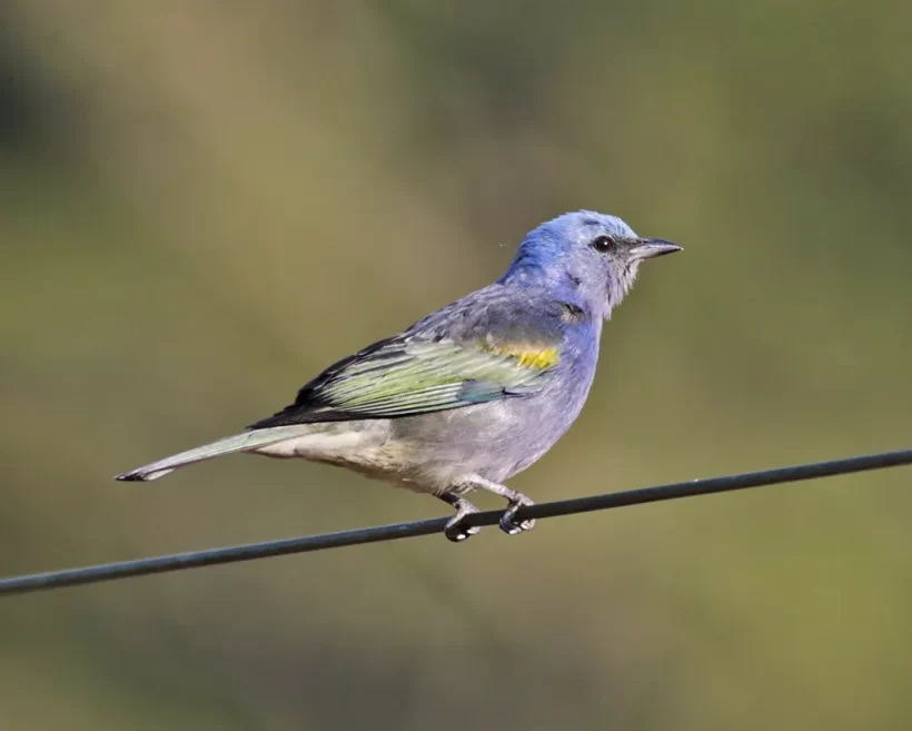 Sanhaço-de-encSanhaço-de-encontro-amareloontro-amarelo