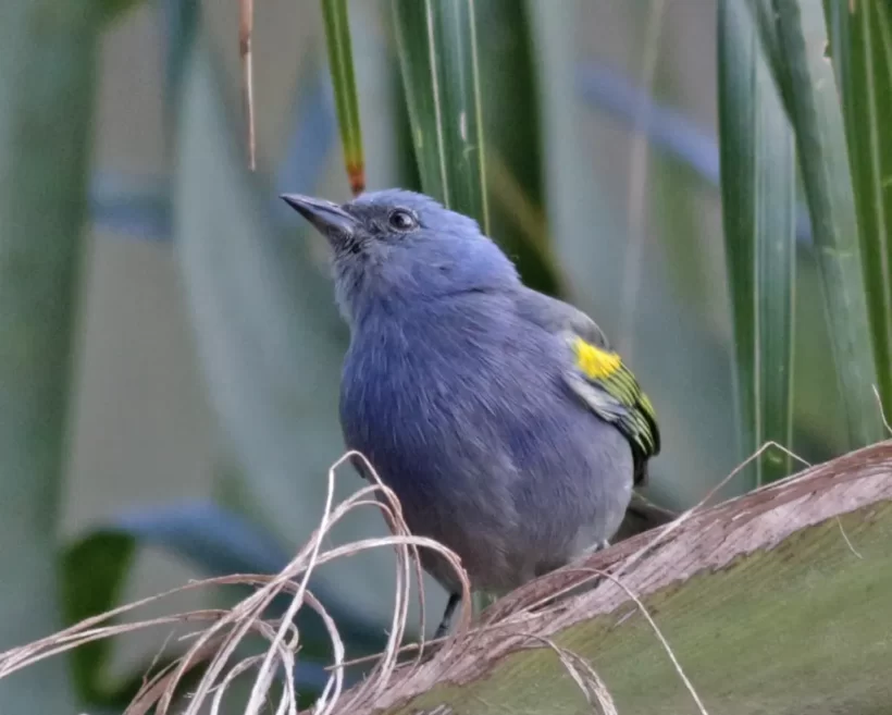 Sanhaço-de-encontro-amarelo