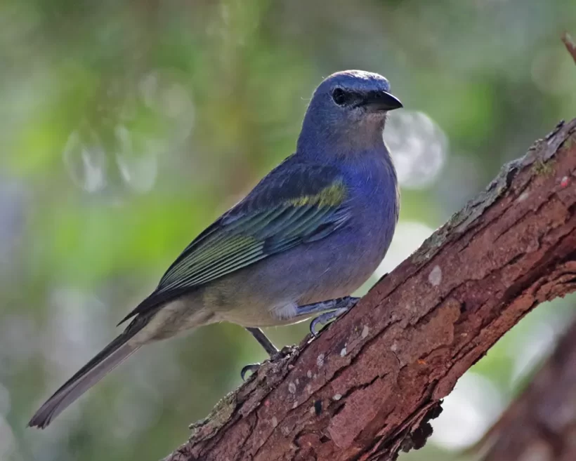 Sanhaço-de-encontro-amarelo
