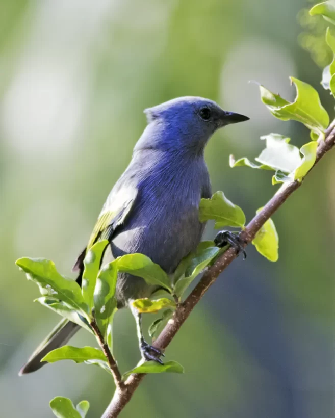 Sanhaço-de-encontro-amarelo