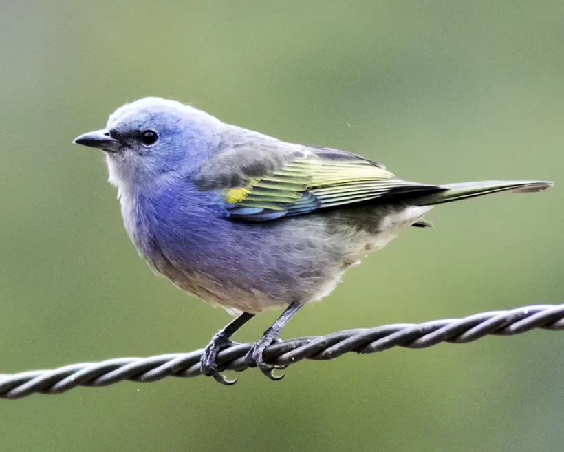 Sanhaço-de-encontro-amarelo