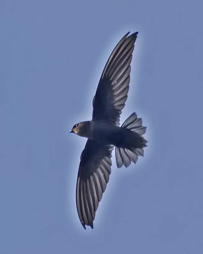 Andorinhão-do-temporal