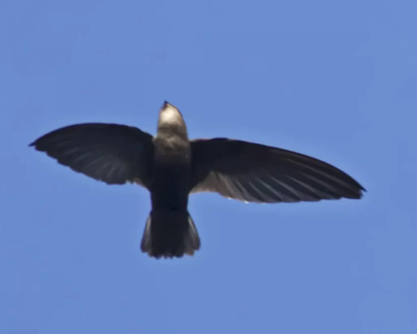 Andorinhão-do-temporal