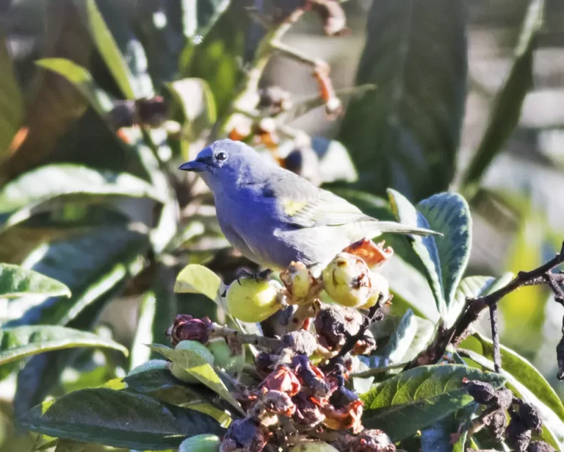 Sanhaço-de-encontro-amarelo