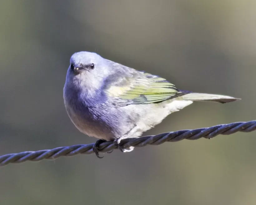 Sanhaço-de-encontro-amarelo