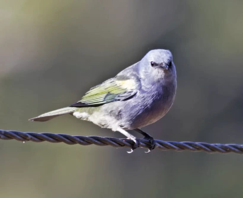 Sanhaço-de-encontro-amarelo