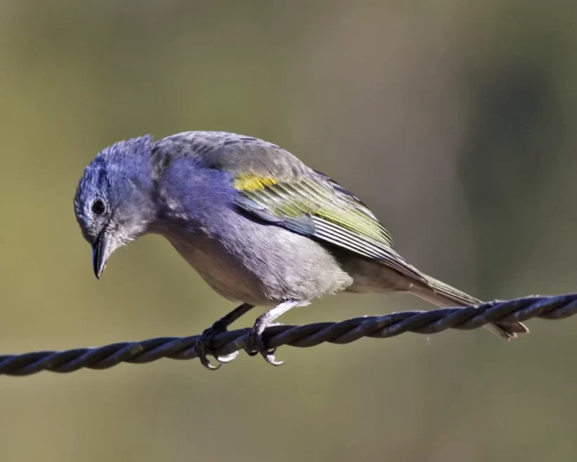 Sanhaço-de-encontro-amarelo