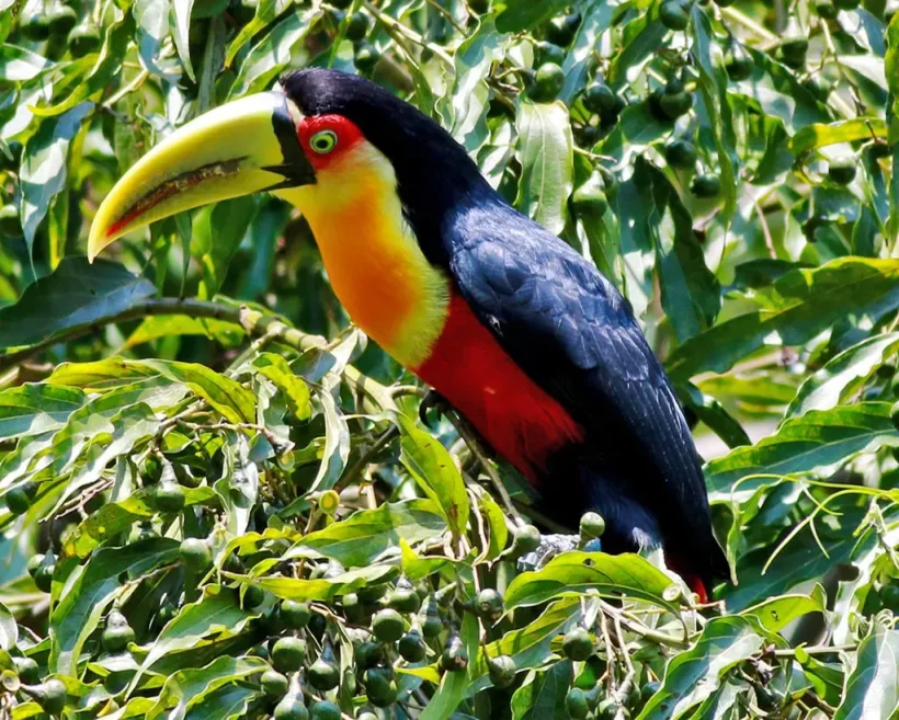 Tucano-de-bico-verde