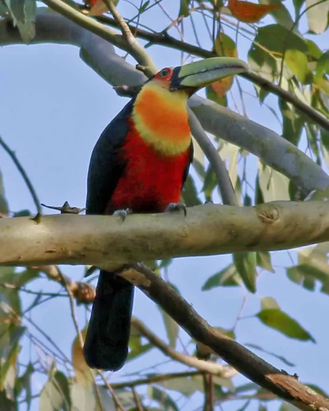 Tucano-de-bico-verde