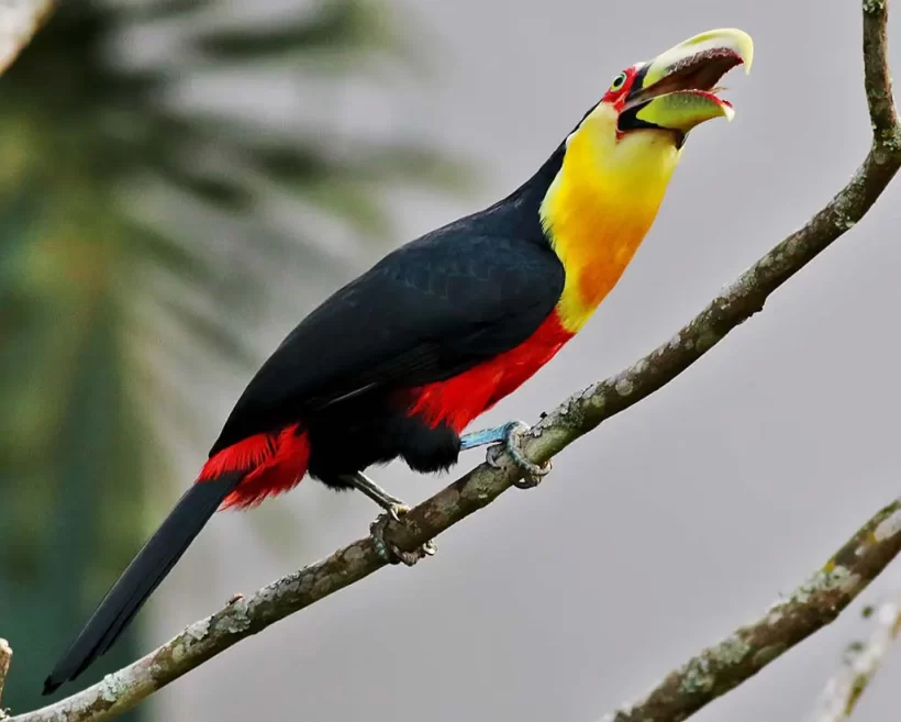 Tucano-de-bico-verde