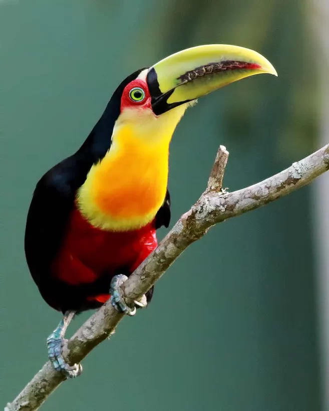 Tucano-de-bico-verde