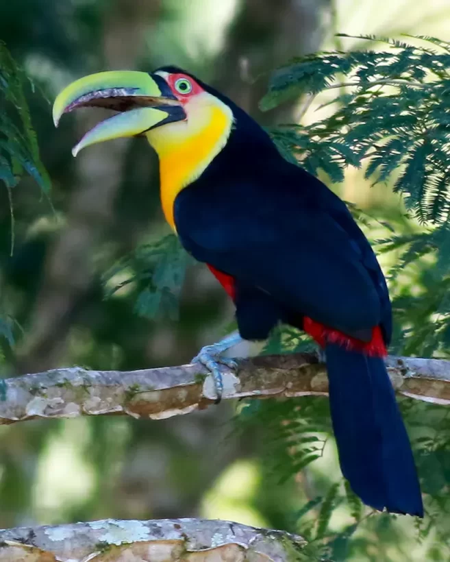 Tucano-de-bico-verde