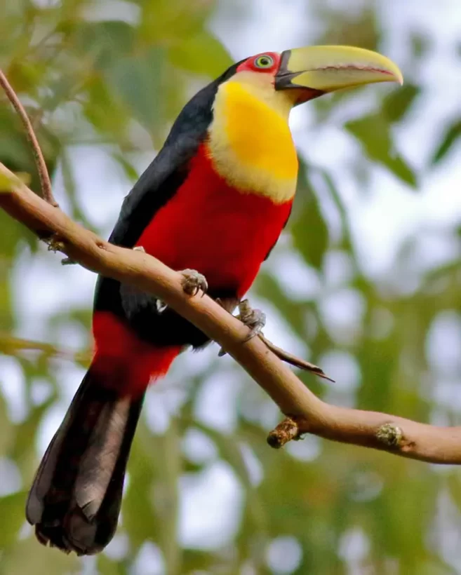 Tucano-de-bico-verde