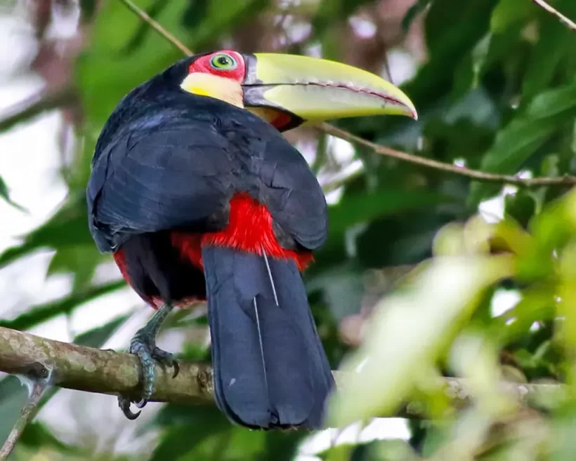 Tucano-de-bico-verde