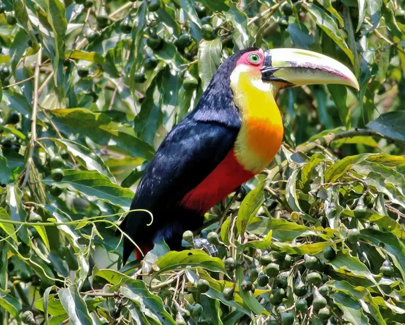 Tucano-de-bico-verde