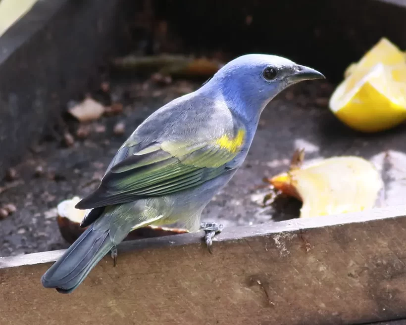 Sanhaço-de-encontro-amarelo