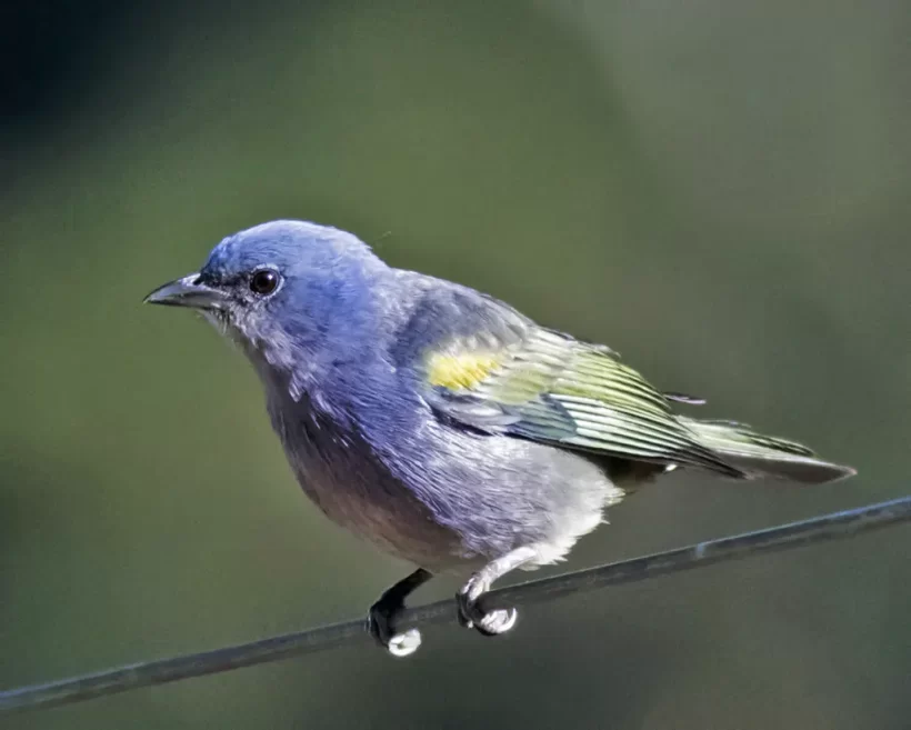 Sanhaço-de-encontro-amarelo