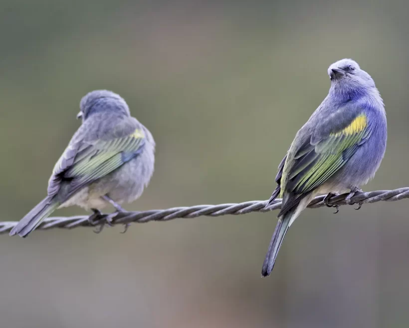 Sanhaço-de-encontro-amarelo