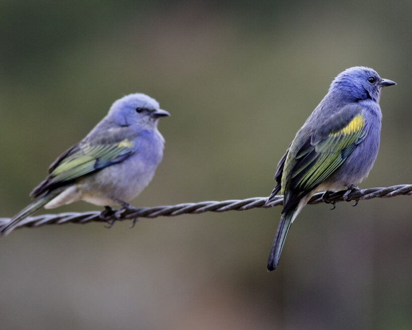 Sanhaço-de-encontro-amarelo