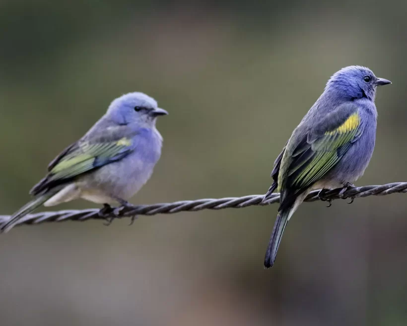 Sanhaço-de-encontro-amarelo