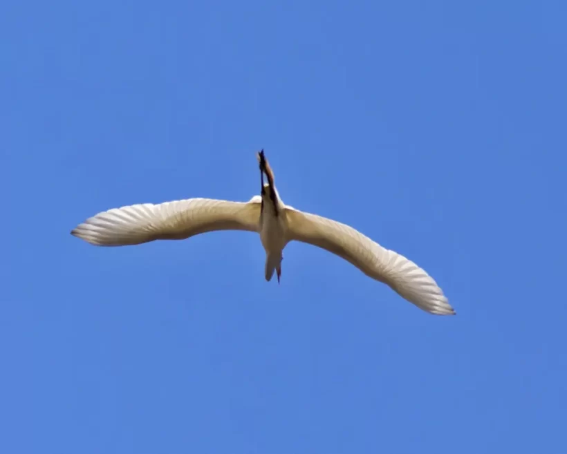 Garça-branca-grande