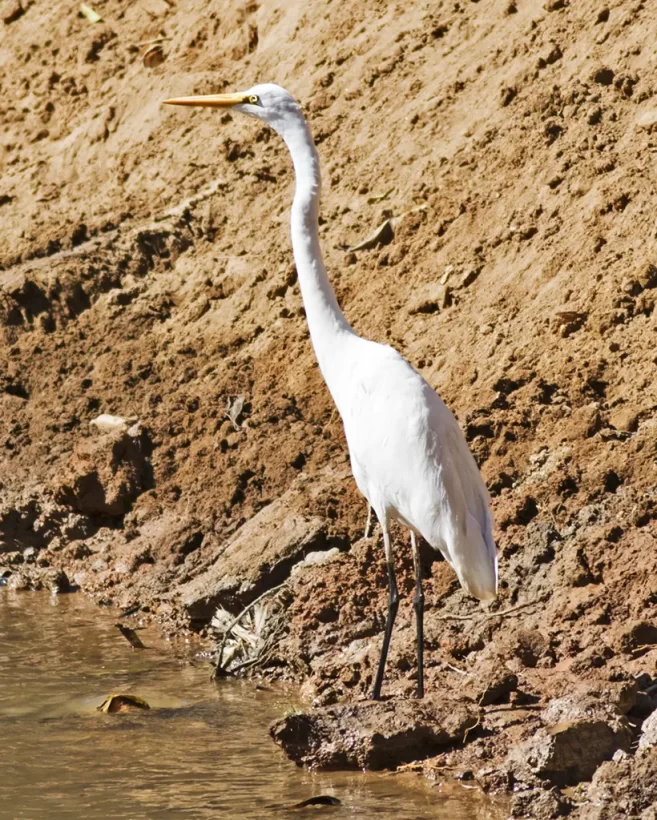 Garça-branca-grande