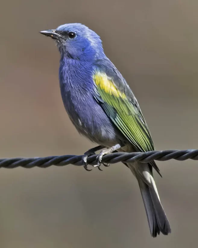 Sanhaço-de-encontro-amarelo