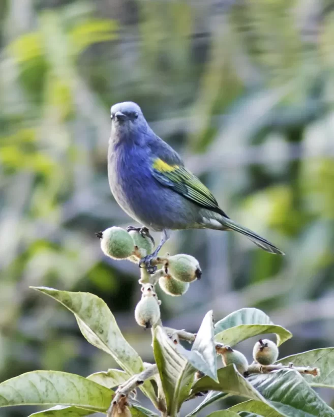 Sanhaço-de-encontro-amarelo
