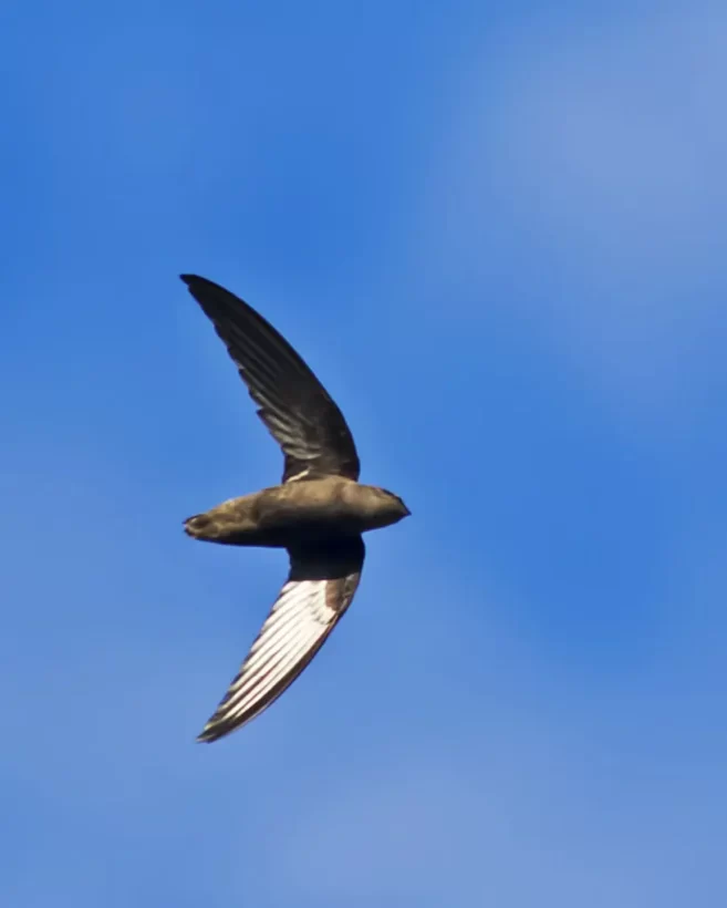 Andorinhão-do-temporal