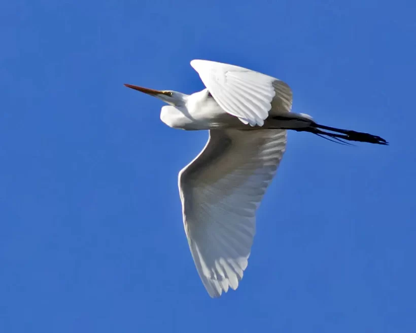 Garça-branca-grande