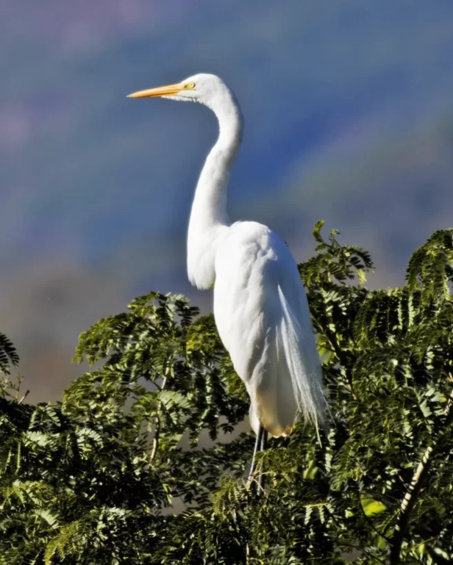 Garça-branca-grande