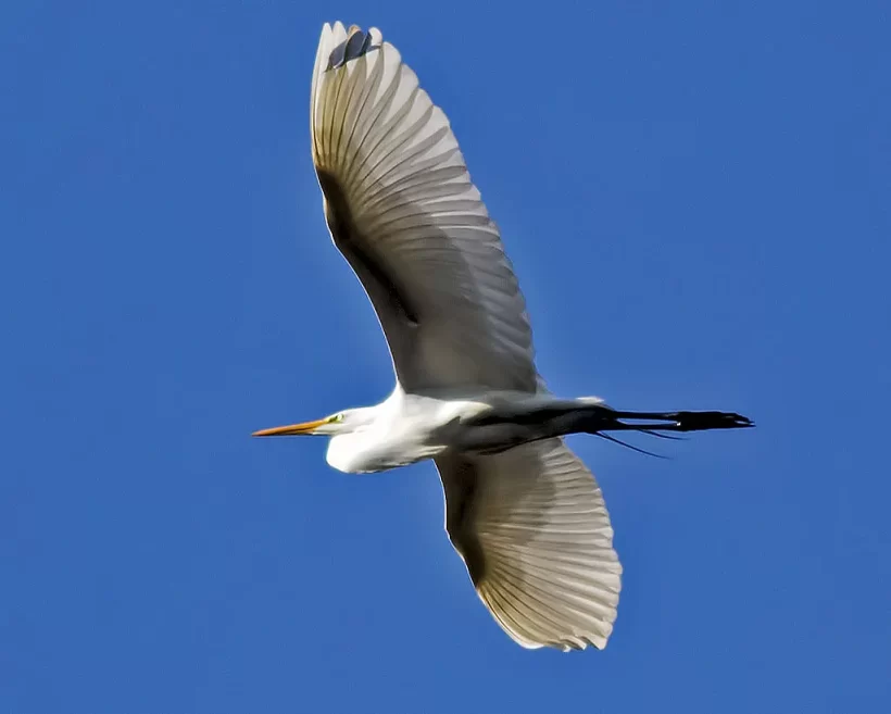 Garça-branca-grande