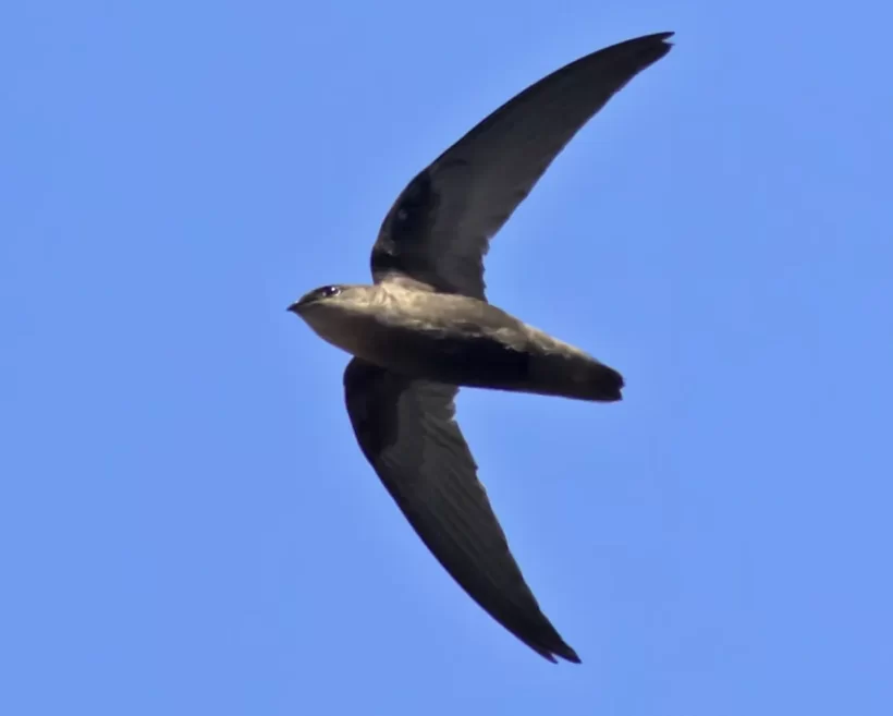 Andorinhão-do-temporal