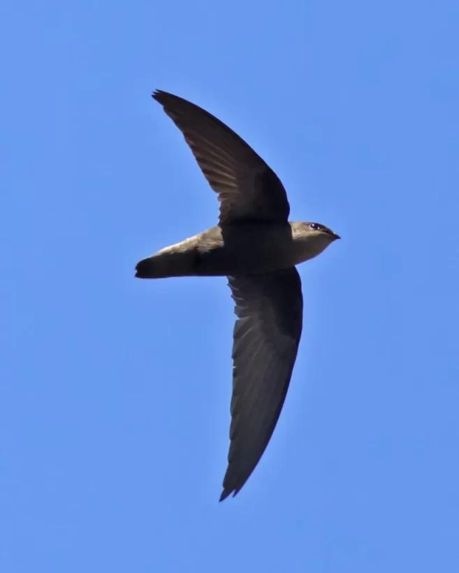 Andorinhão-do-temporal