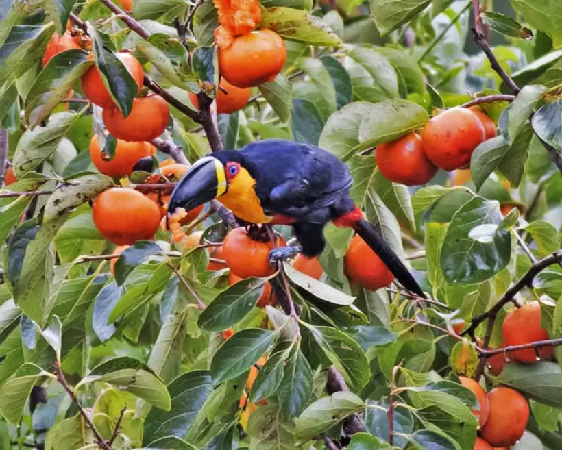 Tucano-de-bico-preto
